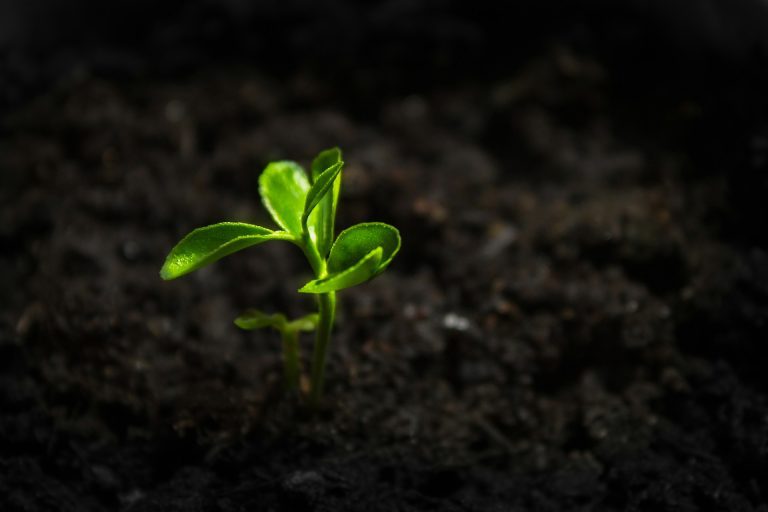 Early Growth